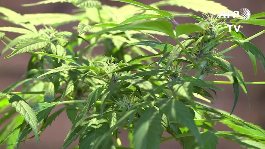 Incertidumbre entre cultivadores de marihuana colombianos