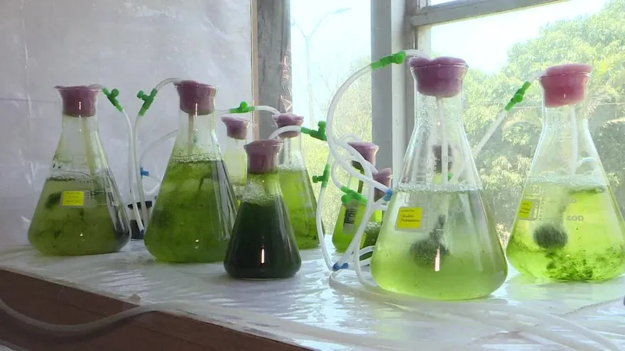 Diminutas algas pueden ayudar a descontaminar los lagos de Perú