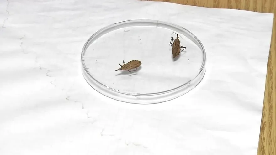 Niño muere por el mal de chagas