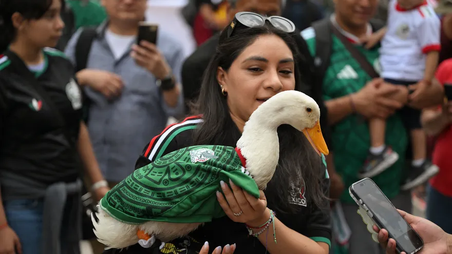 'Ambassador' duck goes viral in Mexico ahead of World Cup