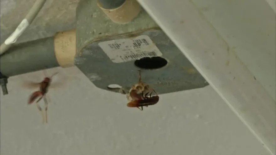 Suspenden clases en colegio de Natá, provincia de Coclé