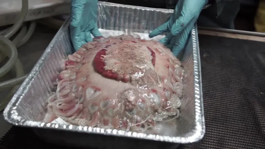 Científicos recolectan especies exóticas del fondo del mar