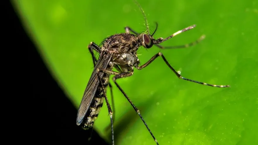 Desde alteraciones genéticas hasta neurológicas: Los riesgos del virus oropouche que se extiende en siete regiones del país