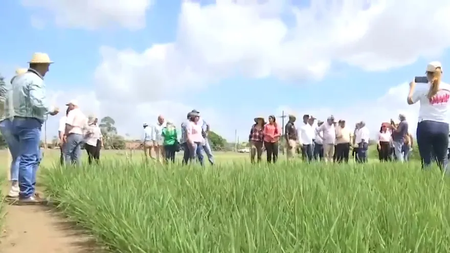 Pagan a productores de frijol chiricano