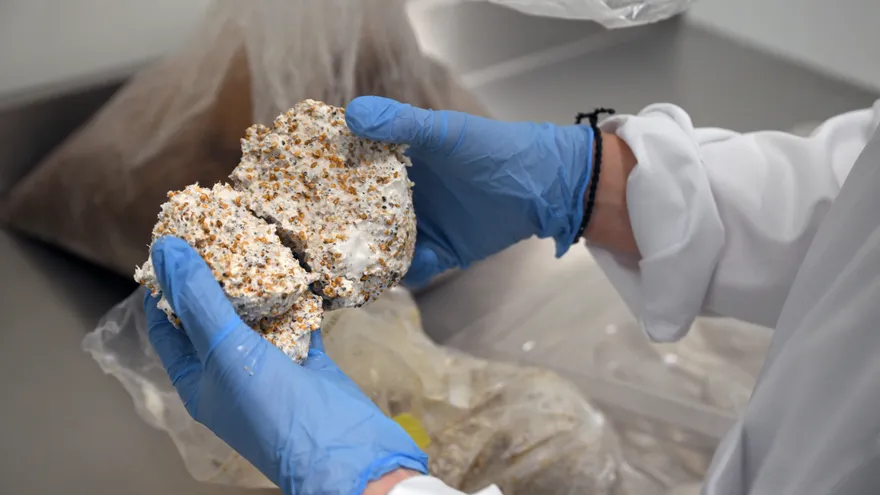 Empresa belga usa hongos para crear material biodegradable