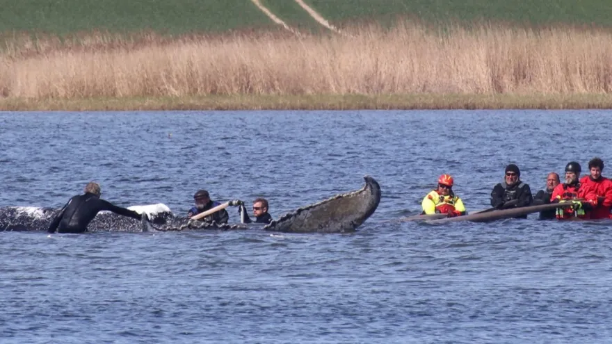 Avanza con éxito el rescate de "Timmy", la ballena varada en aguas alemanas