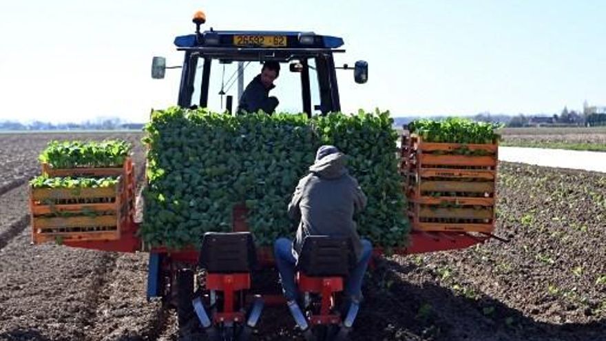 Agricultores en el campo en Francia
