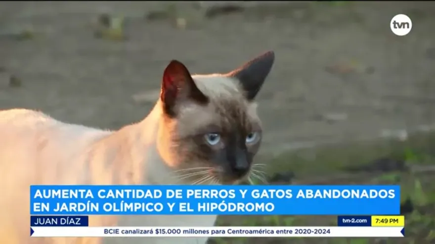 Aumenta cantidad de perros y gatos abandonados