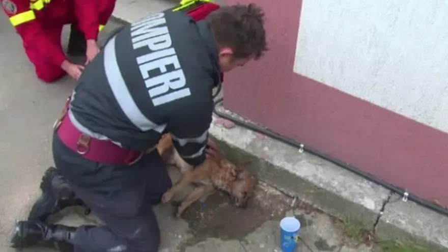 El bombero que salvó un perro y es considerado héroe nacional