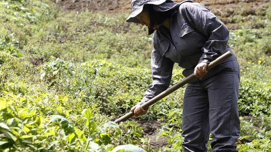 María Sonia Zapata mientras camina por su cultivo de papa, en el corregimiento de Santa Elena, oriente de Medellín.