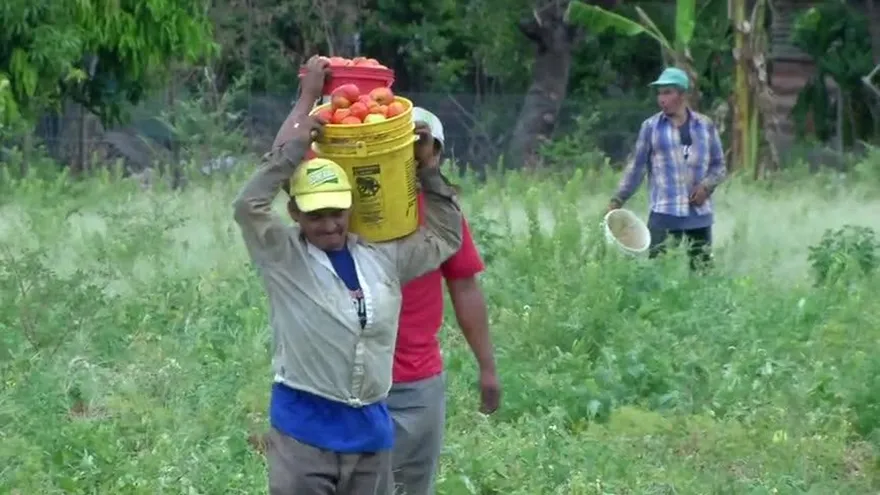 Pastas y salsas panameñas en riesgo por baja producción de tomates
