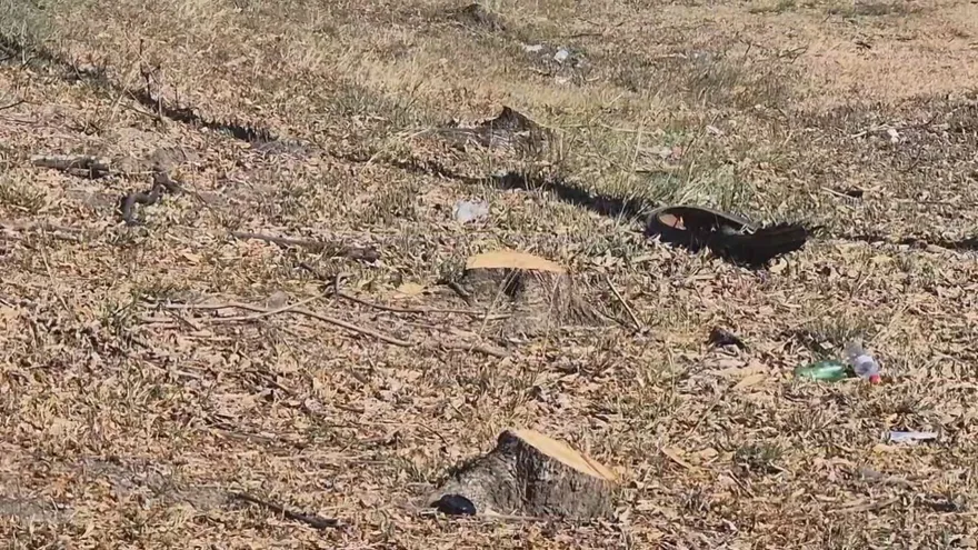 Indignación ciudadana por tala de árboles de guayacán en Penonomé