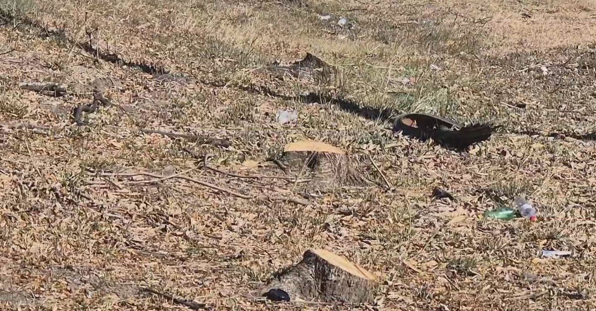 Residentes de Penonomé indignados por tala de guayacanes en la Interamericana