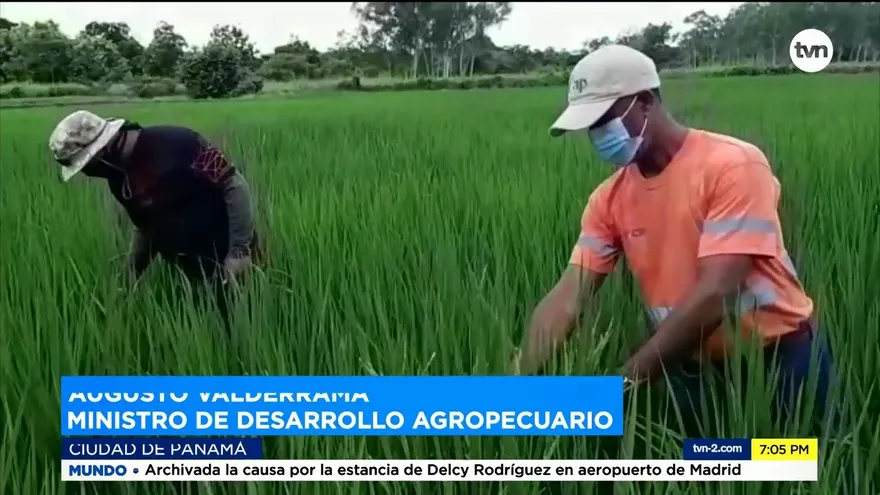 IMA comprará arroz a productores