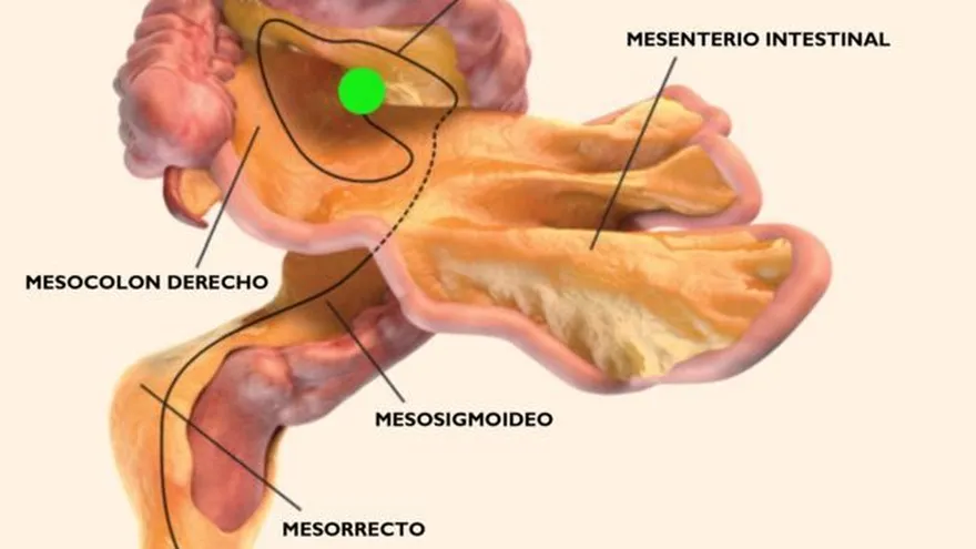 El mesenterio es el órgano que tenemos en el cuerpo y no sabíamos que existía.