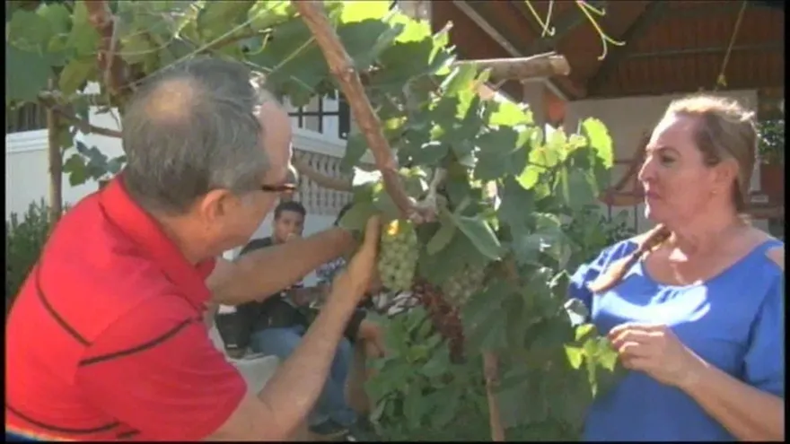 Chitreanos cultivan uvas en sus tierras