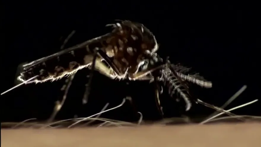 Aumenta índice de pacientes con dengue en San Miguelito