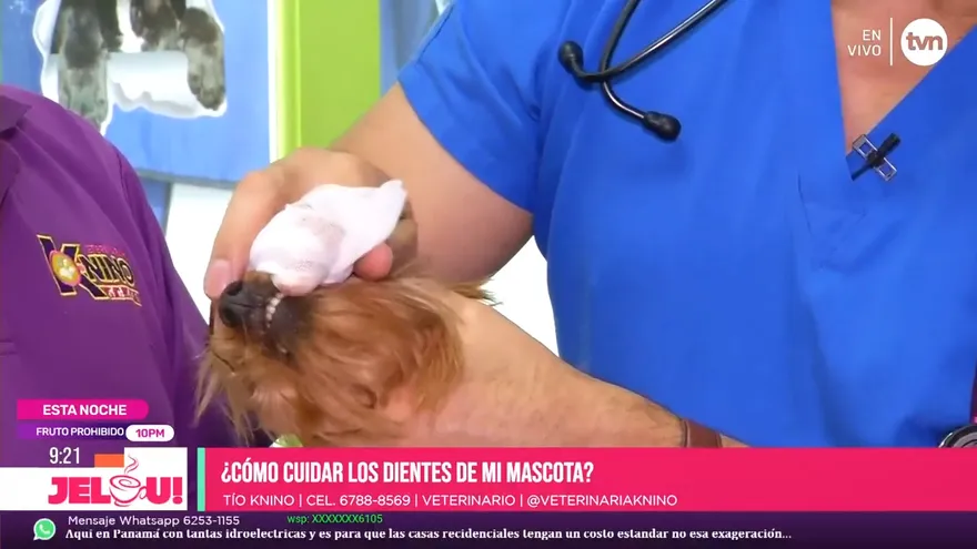 Tío Knino: salud dental de tu mascota