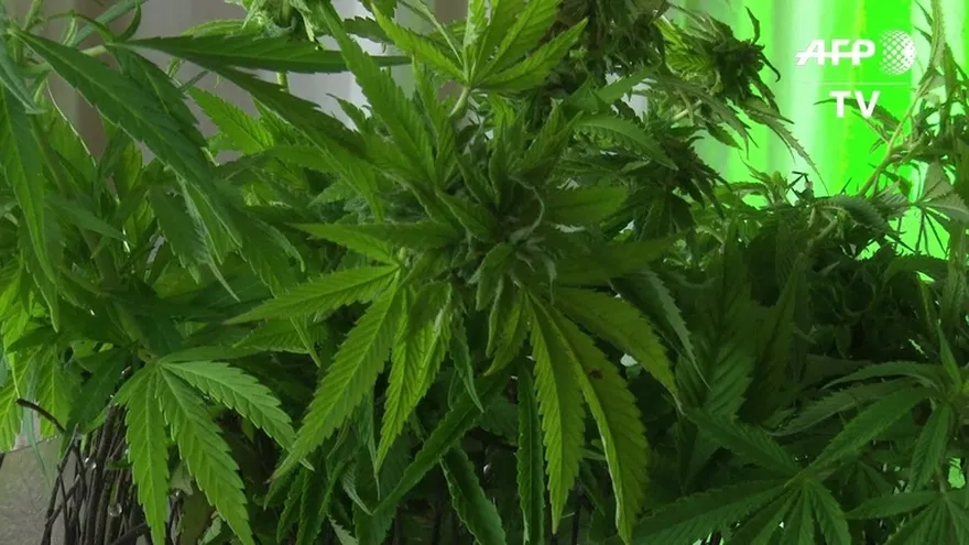 Chef busca “elevar” la alta cocina con cannabis en EEUU