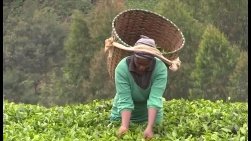 Agricultores de té kenianos en guerra contra el cambio climático