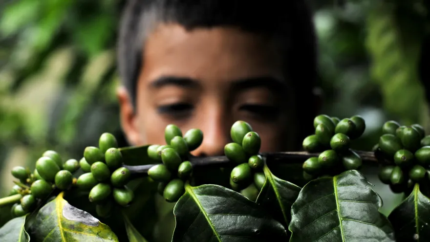 Colombia es el tercer productor de café del mundo, únicamente superado por Brasil y Vietna.