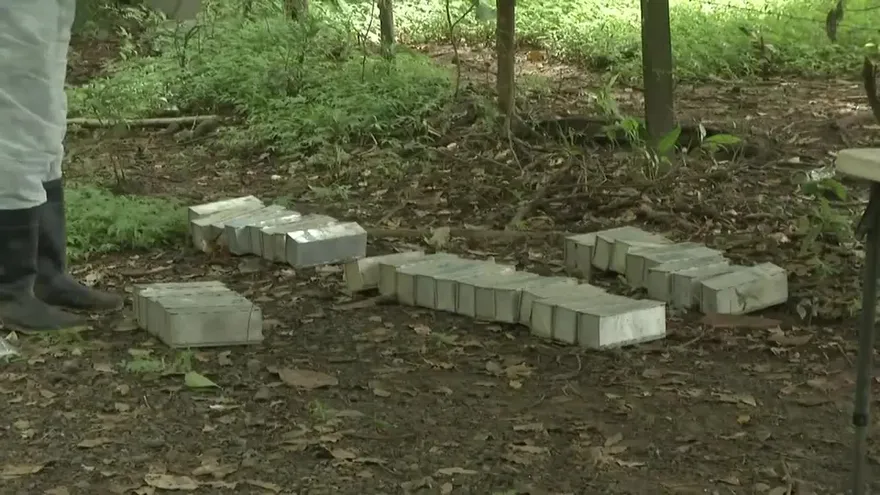 Casos de hantavirus podrían aumentar