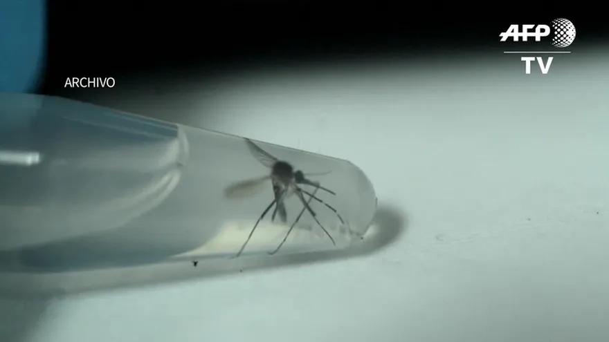 Zika puede favorecer trastorno neurológico grave