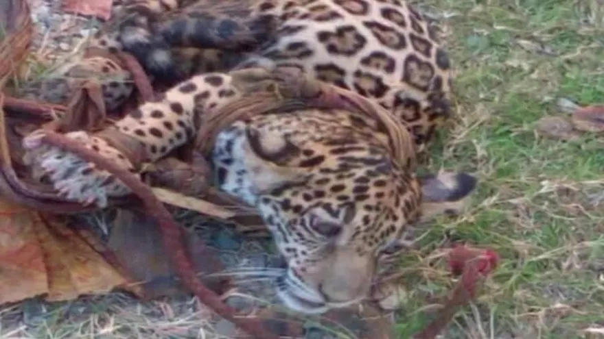 Población de jaguares en Panamá, en peligro