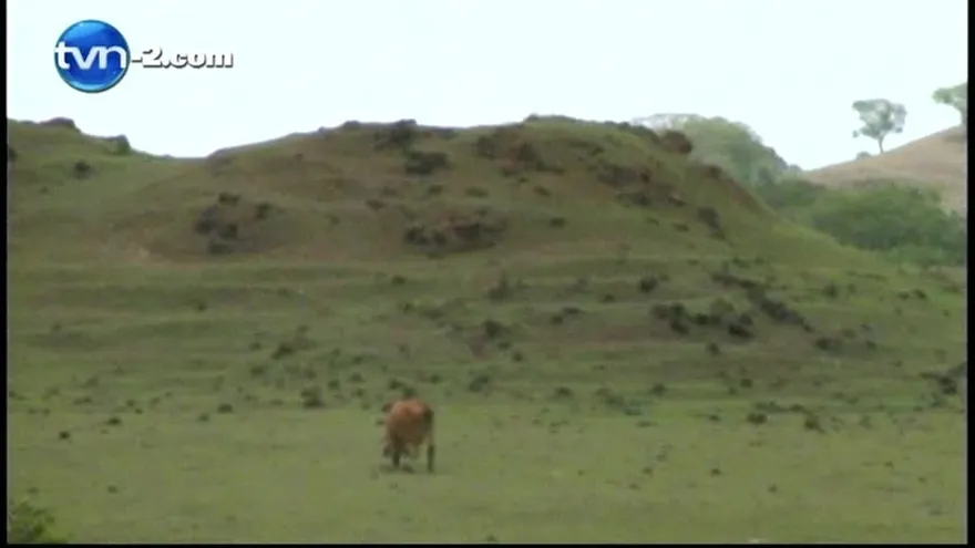 Sequía en el sector de Azuero afecta fuertemente al sector agropecuario
