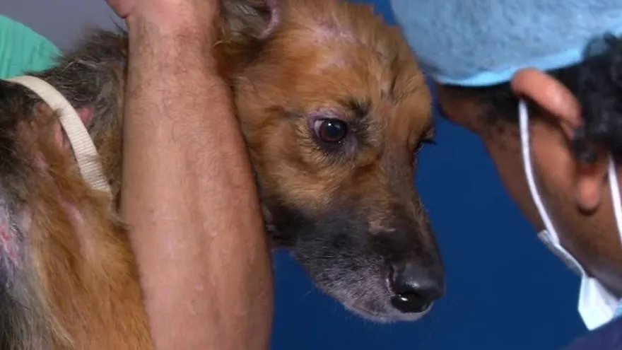 Ayudan a perro quemado con agua caliente