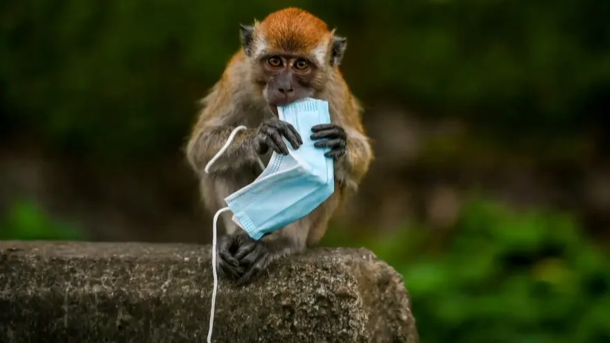 Las mascarillas, grave amenaza para la vida silvestre