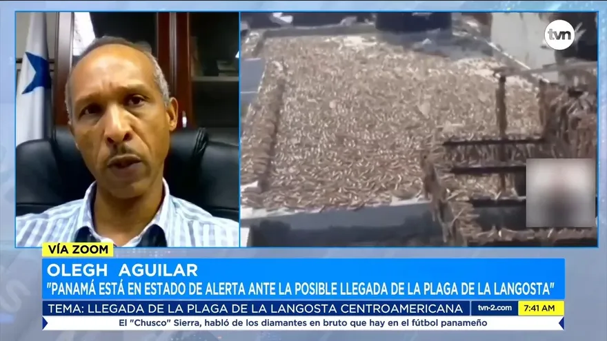 Panamá prepara acciones en caso de verse afectada por plaga de la langosta centroamericana