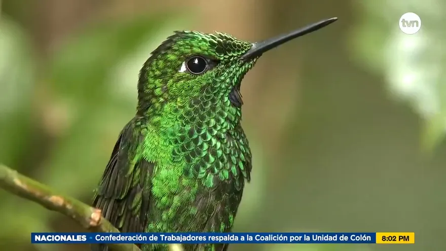 Mundo Verde: Los colibríes