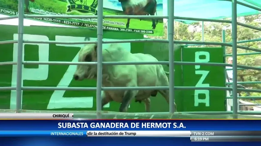 Hacienda ‘Hermanos Motta’ realiza su XXIV subasta ganadera