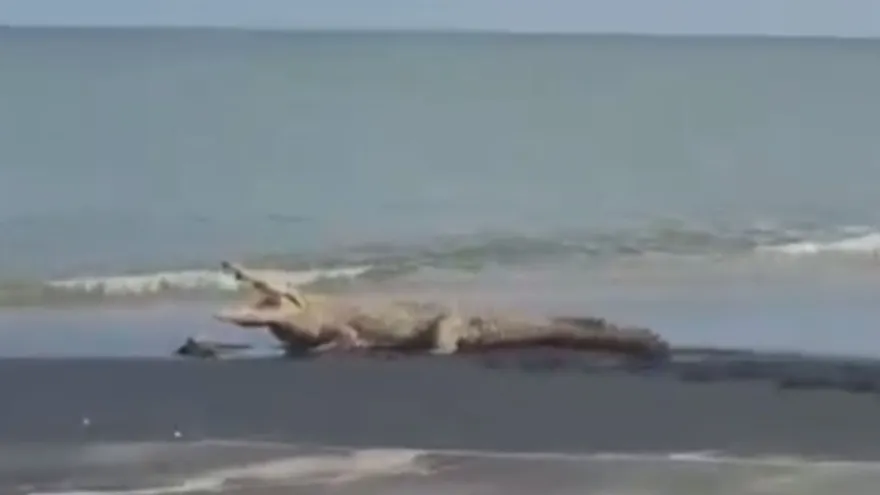 Frente aumento de reptiles en playas de Coclé, Sinaproc llama a mantener distancia