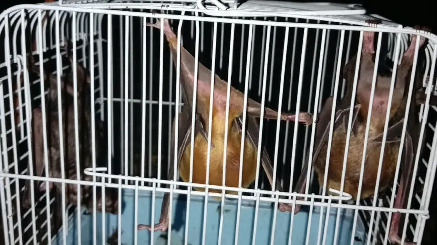 Captura de 19 murcielagos en Capira
