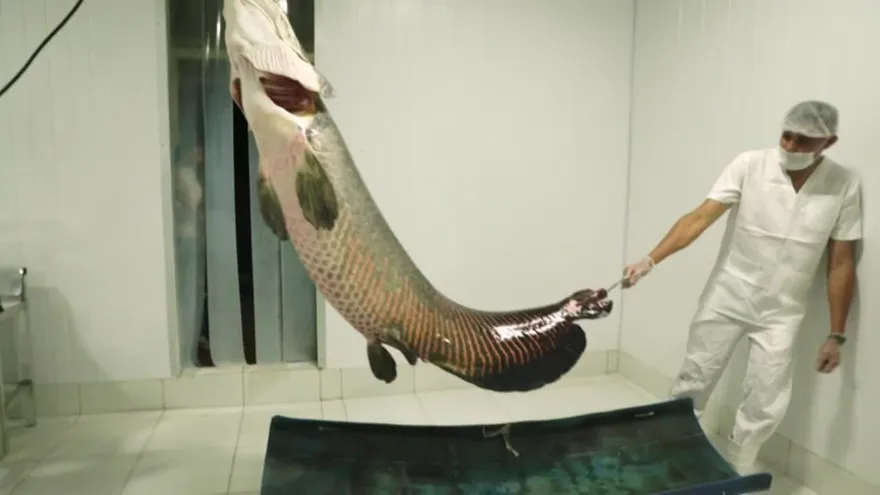 El pirarucú, el pez gigante de la Amazonía que seduce a chefs de Rio de Janeiro
