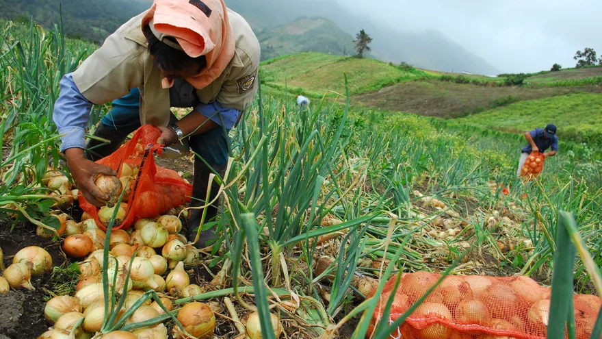 Productores de cebolla en tierras altas, provincia de Chiriquí
