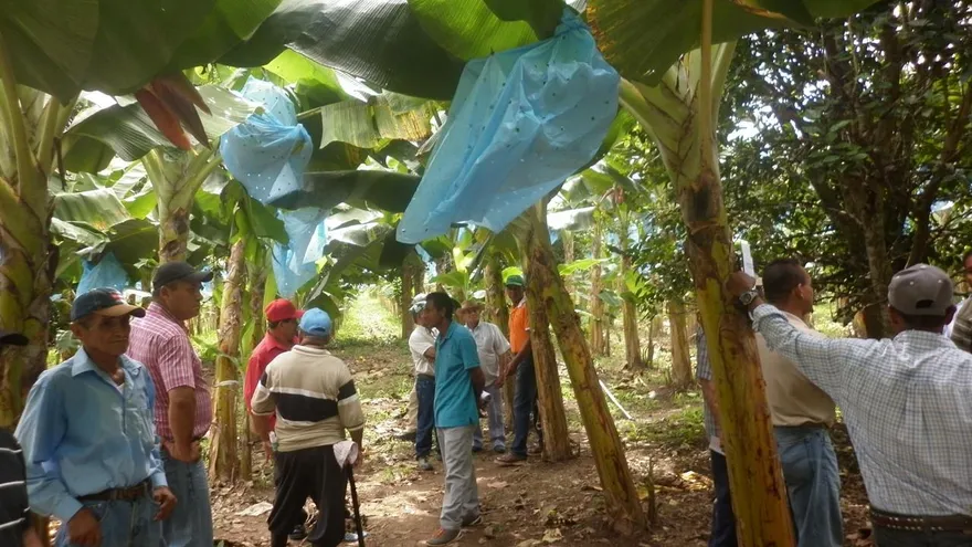 Agropecuario recomendaron a productores de plátano del distrito de Barú, Chiriquí, utilizar semillas de la variedad Curare