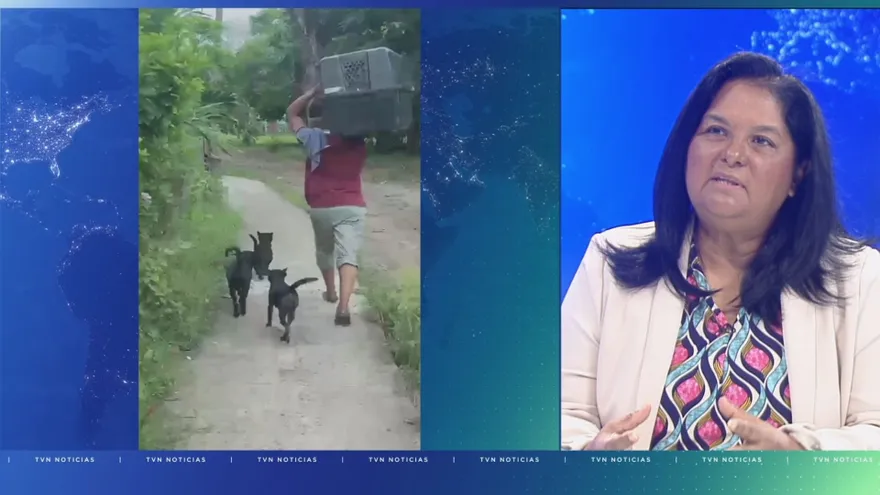 Un techo seguro mientras pasa la emergencia: mascotas rescatadas esperan volver con sus dueños