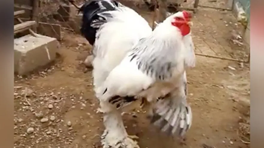 El pollo gigante que creó polémica en redes sociales.