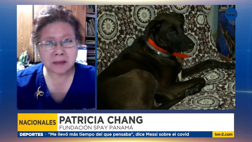 Preocupa esterilización de perros y gatos en pandemia