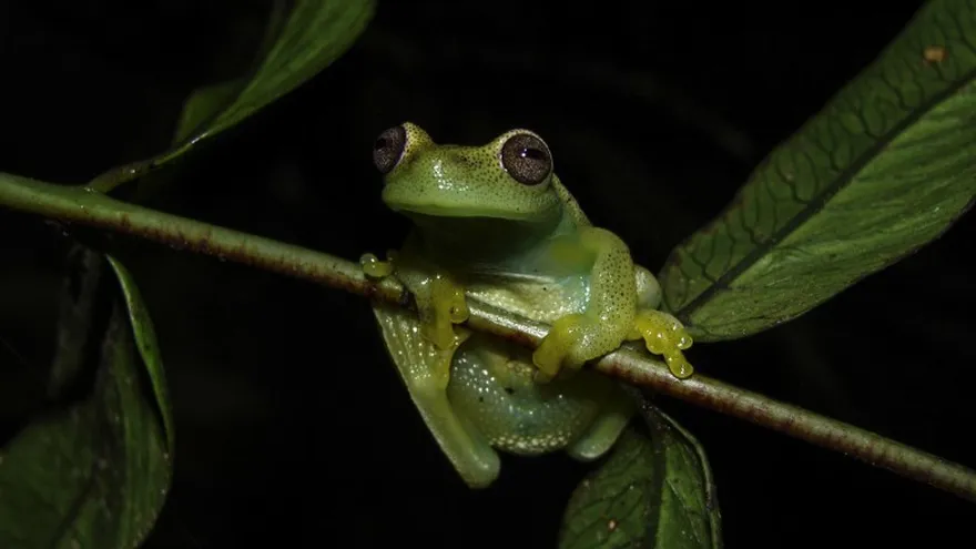 De piel multicolor y canto singular, la Hyloscirtus japreria.