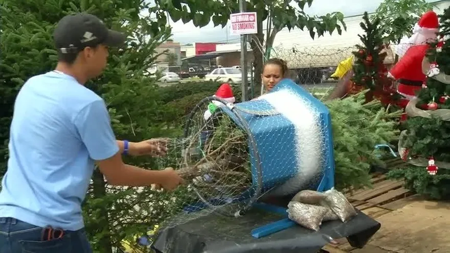 La compra de arbolitos de Navidad