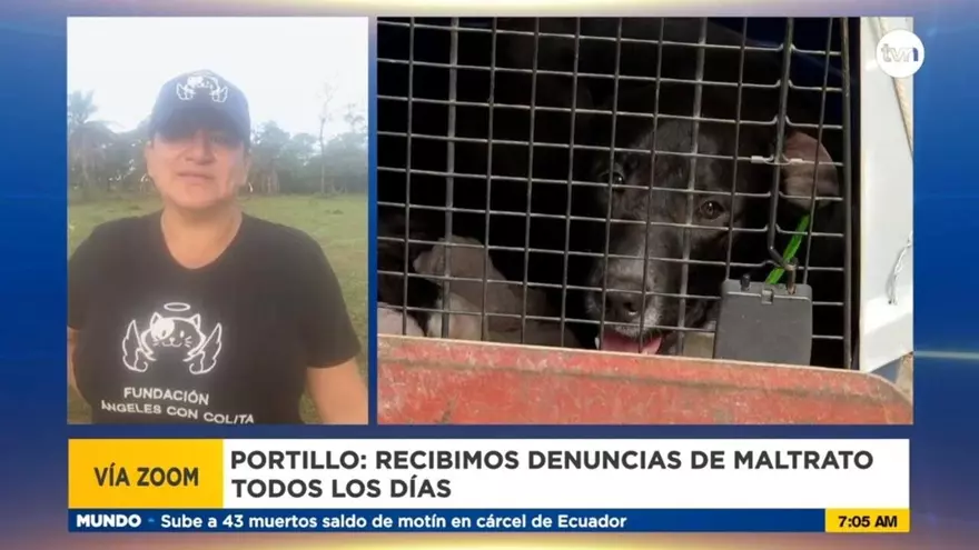 Penas en contra de quienes maltratan animales en Panamá son frágiles