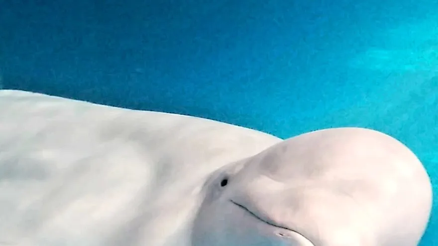 Una ballena beluga