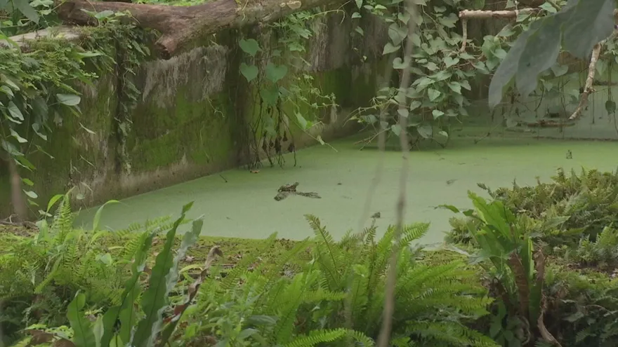 Una planta de aguas residuales en abandono.
