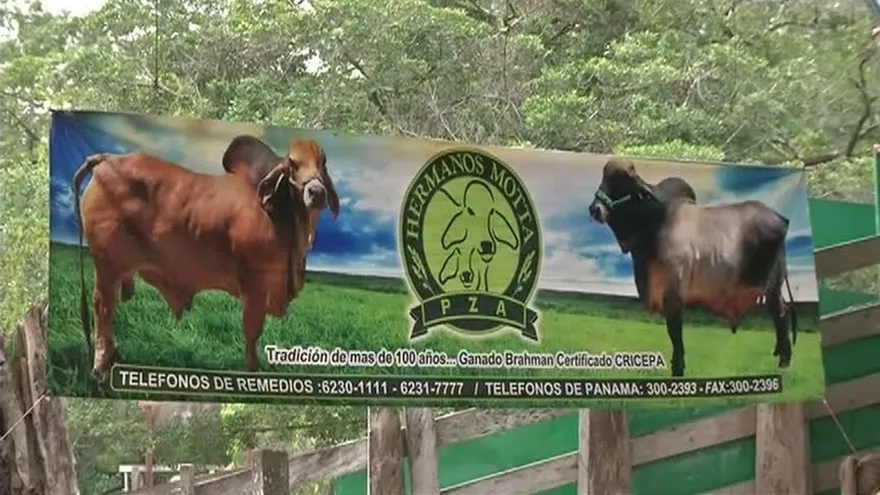 Ganaderos se dan cita en subasta de Hermanos Motta