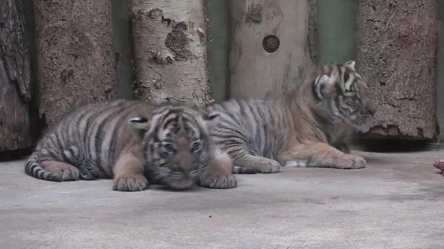Zoológico de Praga logra criar tigres de especie en extinción