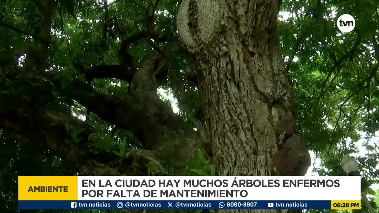 Crisis forestal urbana en Panamá: Falta de mantenimiento pone en riesgo a la población